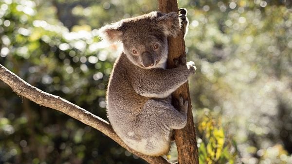 Medvídek koala